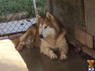 Wolf Dog Puppies for Sale